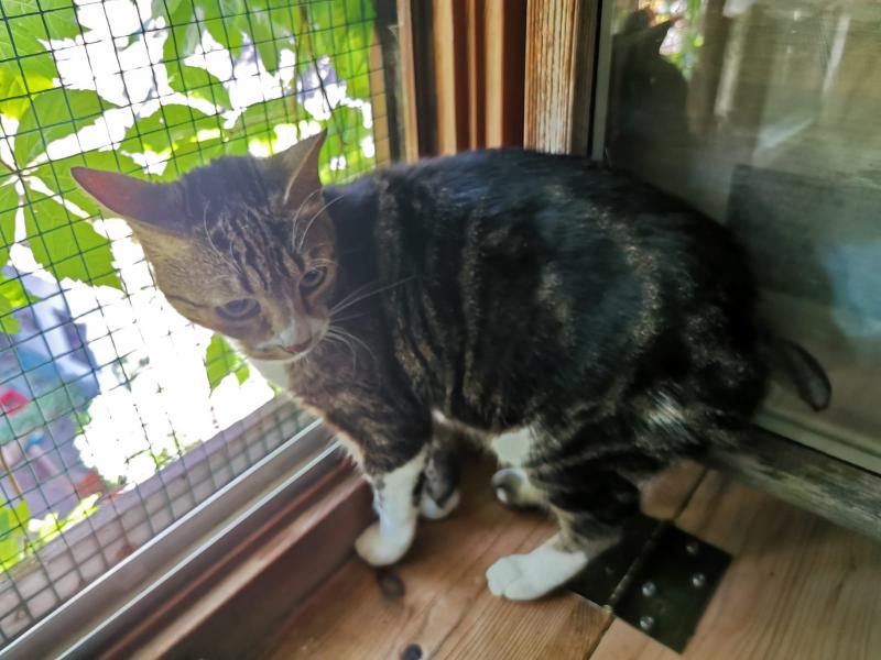 Europäische Hauskatze