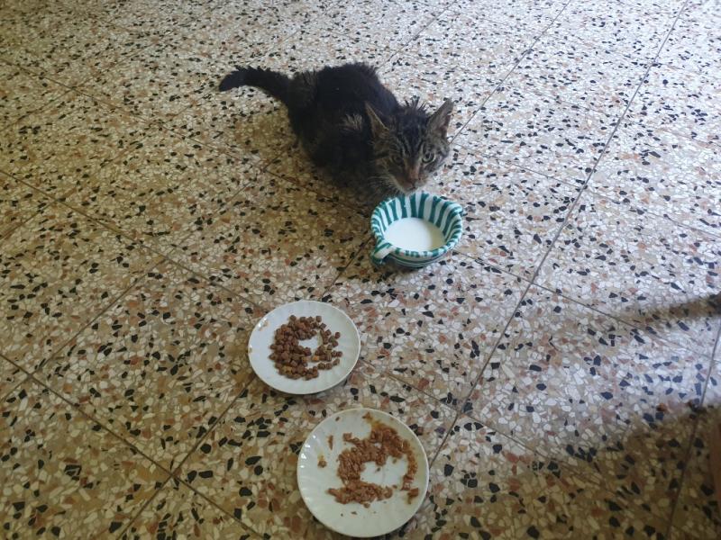 Europäische Hauskatze