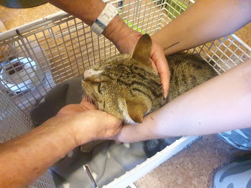 Europäische Hauskatze