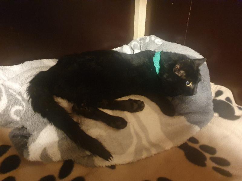 Europäische Hauskatze