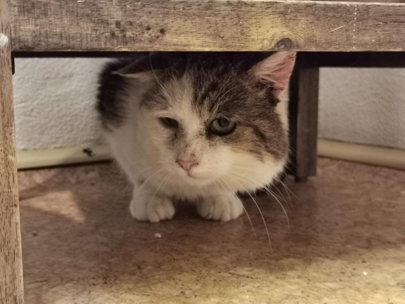 Europäische Hauskatze