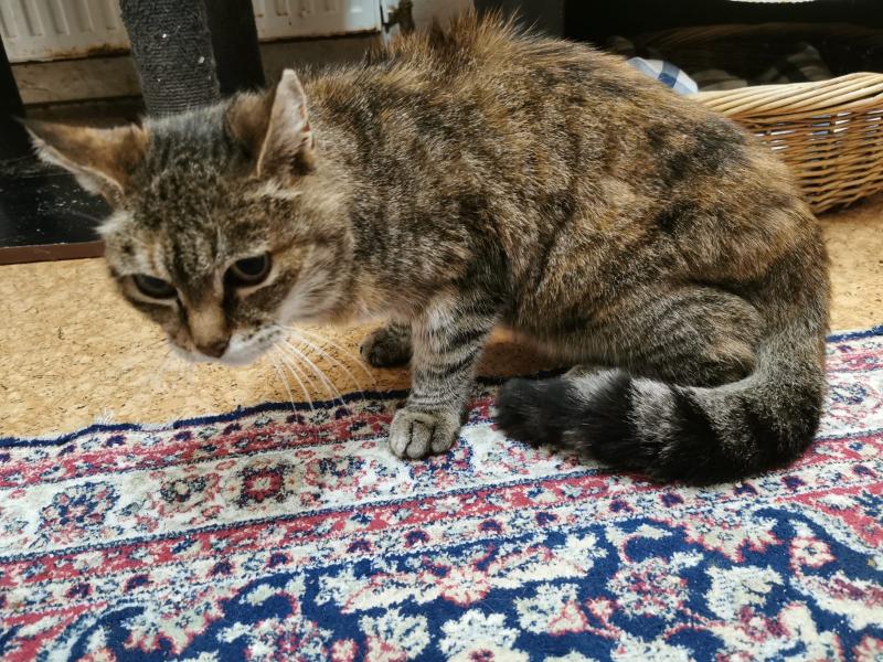 Europäische Hauskatze