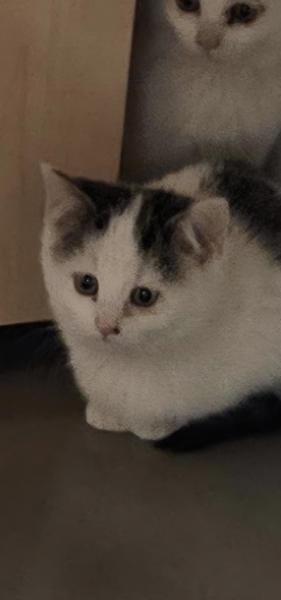 Europäische Hauskatze