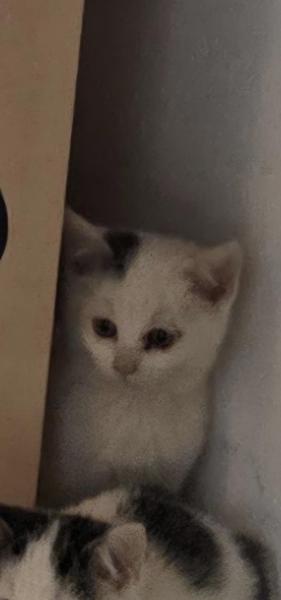 Europäische Hauskatze