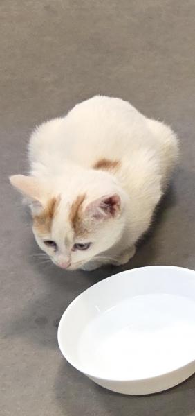 Europäische Hauskatze