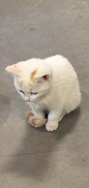 Europäische Hauskatze