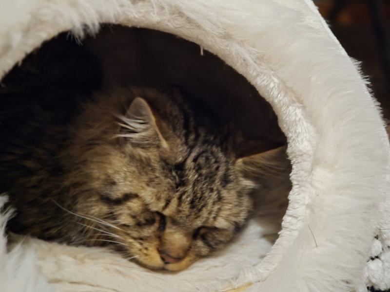 Europäische Hauskatze