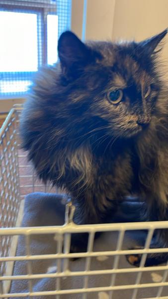 Europäische Hauskatze