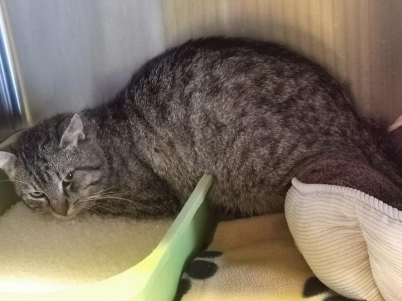 Europäische Hauskatze