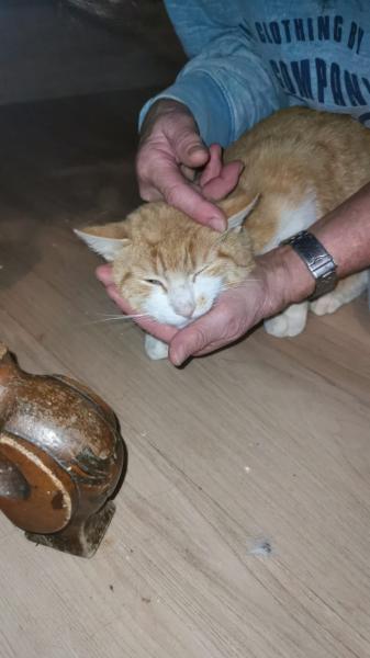 Europäische Hauskatze