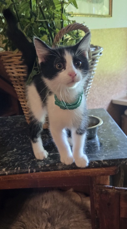 Europäische Hauskatze