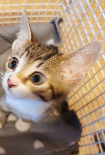 Europäische Hauskatze