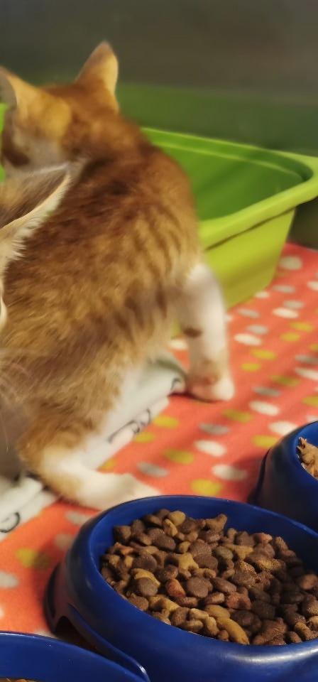 Europäische Hauskatze