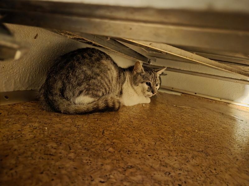 Europäische Hauskatze