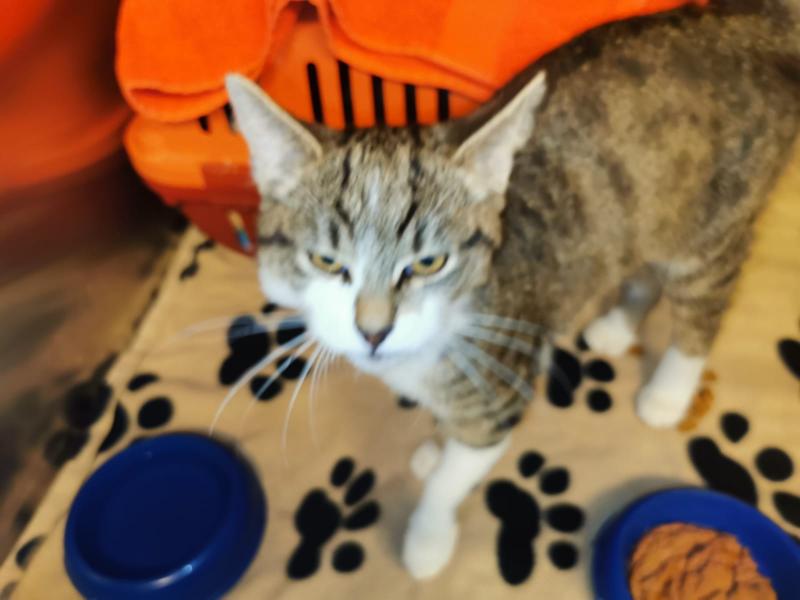 Europäische Hauskatze