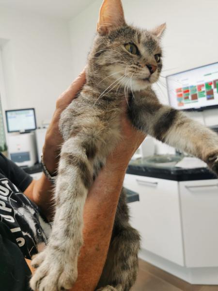 Europäische Hauskatze