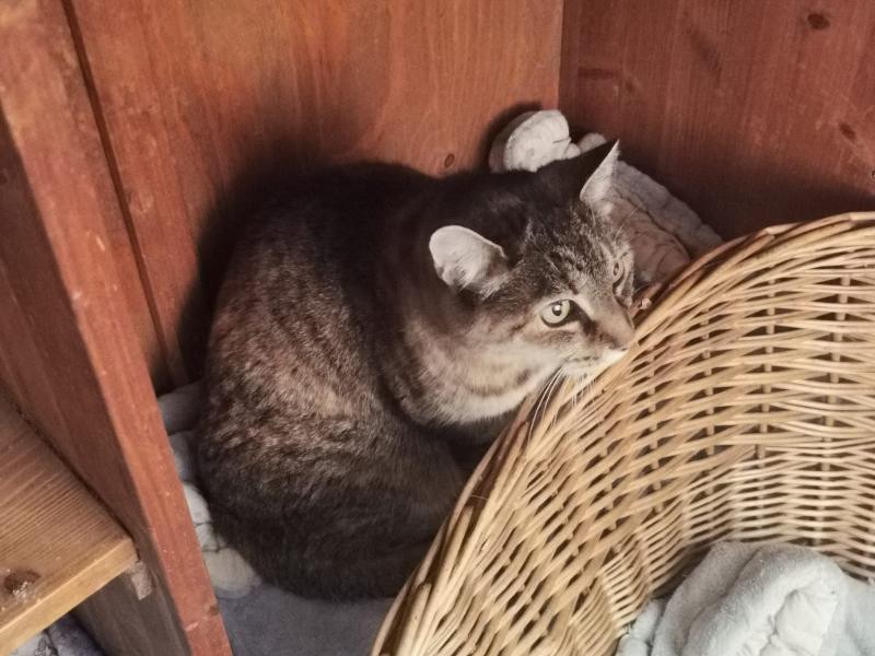 Europäische Hauskatze