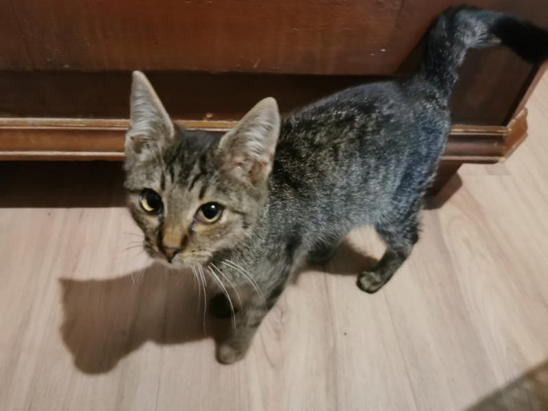 Europäische Hauskatze