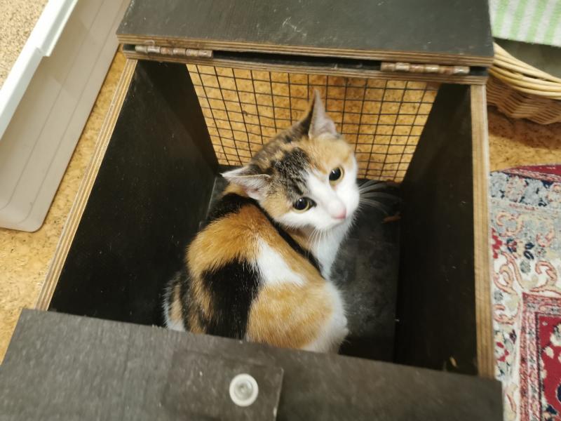 Europäische Hauskatze