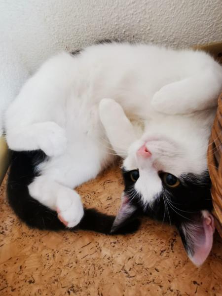 Europäische Hauskatze