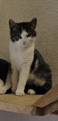 Europäische Hauskatze