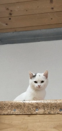 Europäische Hauskatze