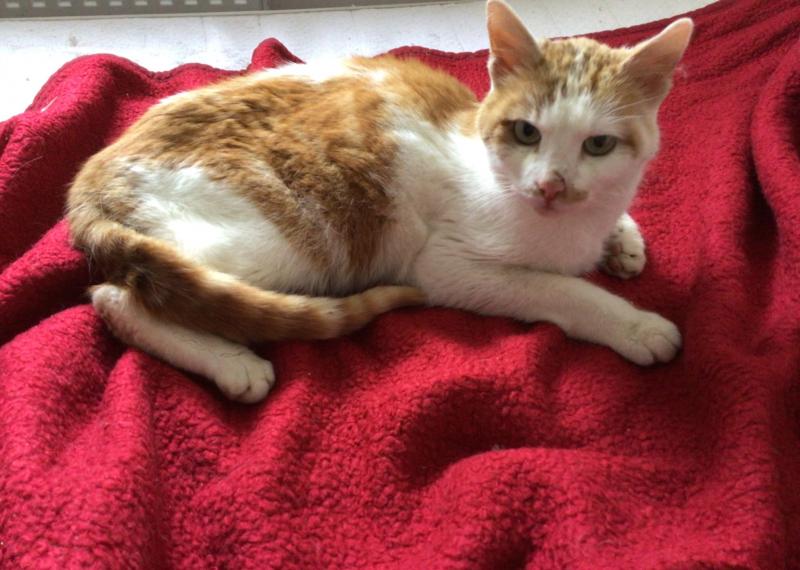 Europäische Hauskatze