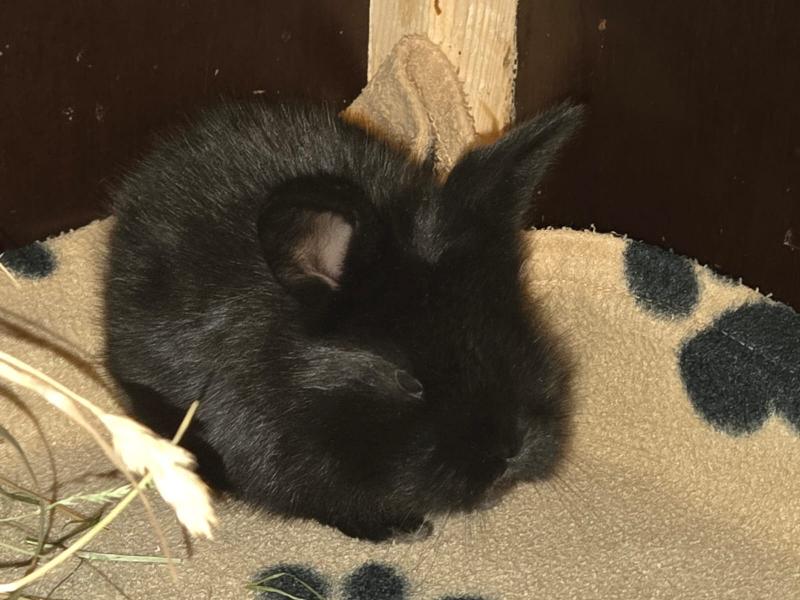 Kaninchen