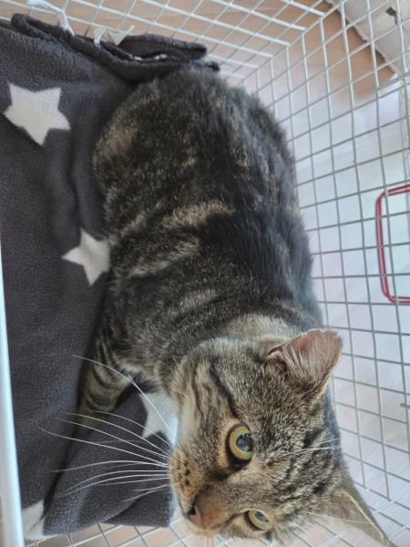 Europäische Hauskatze