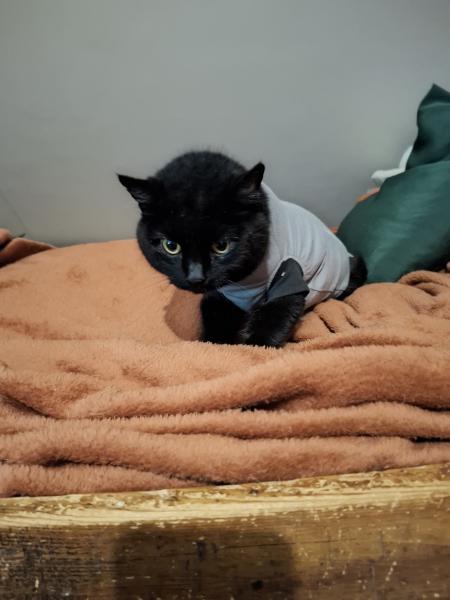 Europäische Hauskatze