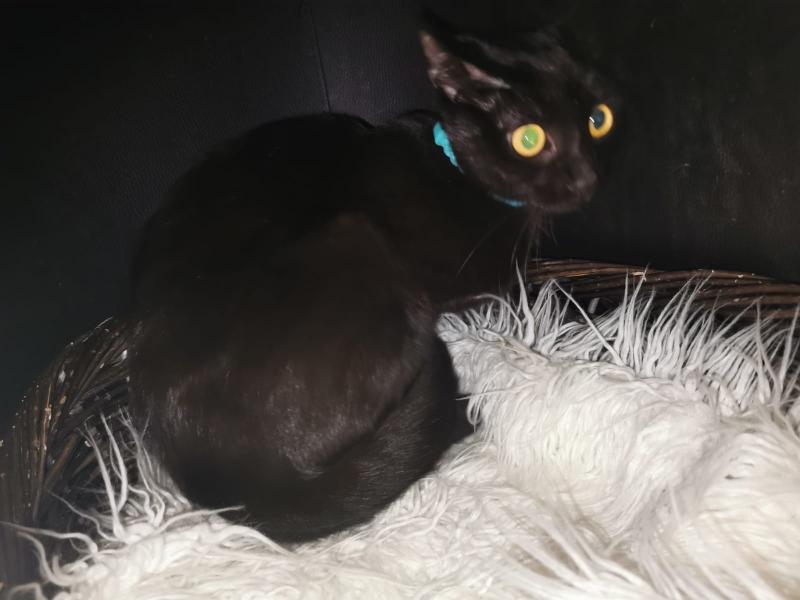 Europäische Hauskatze