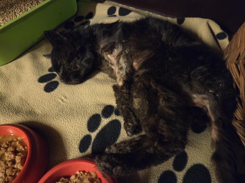 Europäische Hauskatze