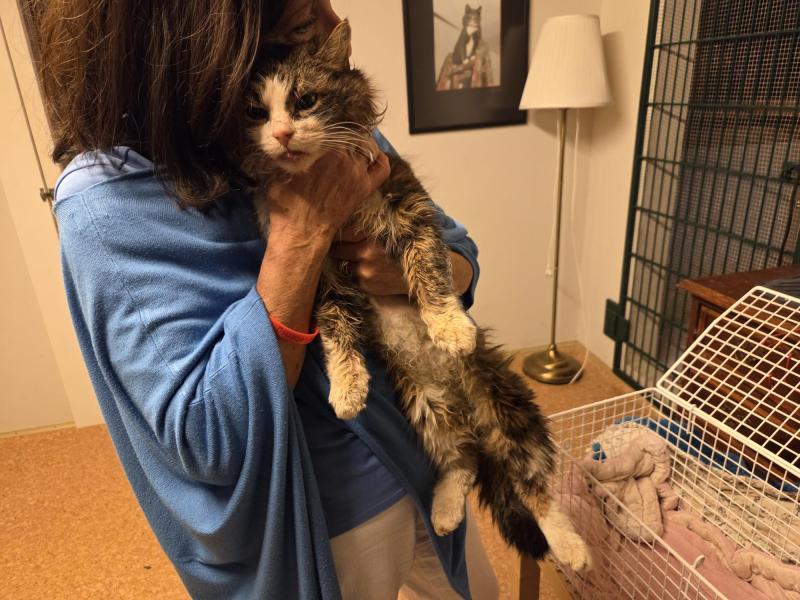 Europäische Hauskatze