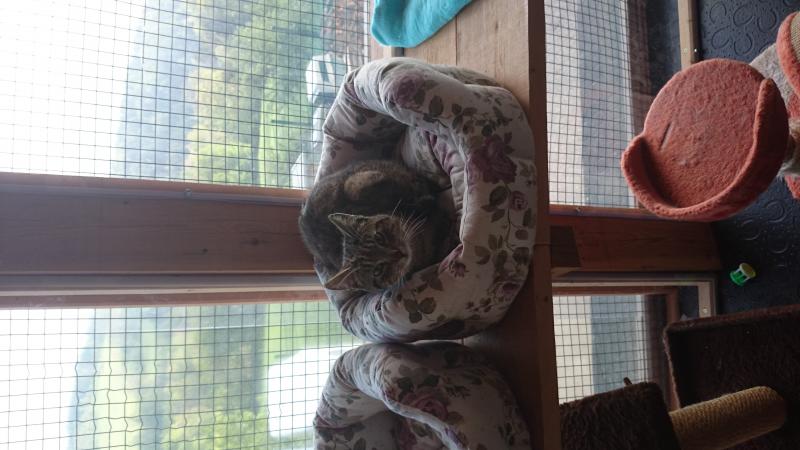 Europäische Hauskatze-Mischling