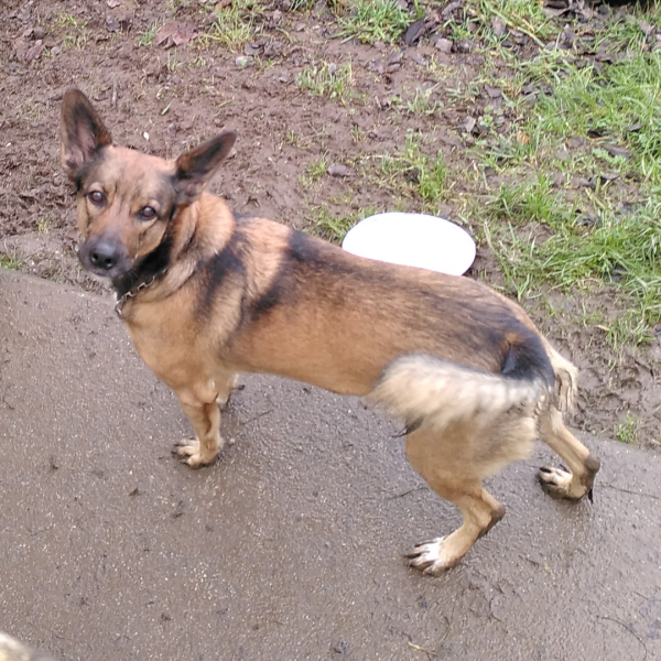 Schäferhund-Mischling