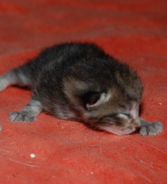 Europäische Hauskatze