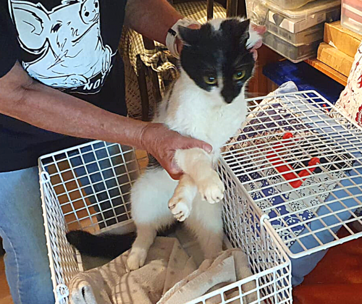 Europäische Hauskatze