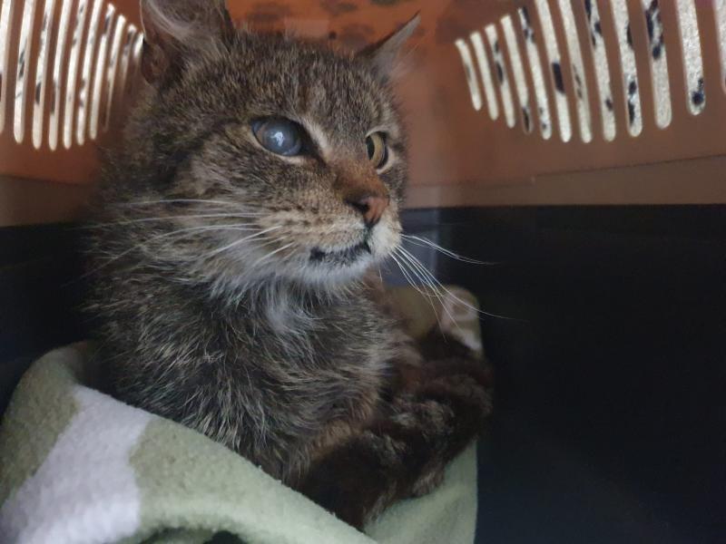 Europäische Hauskatze