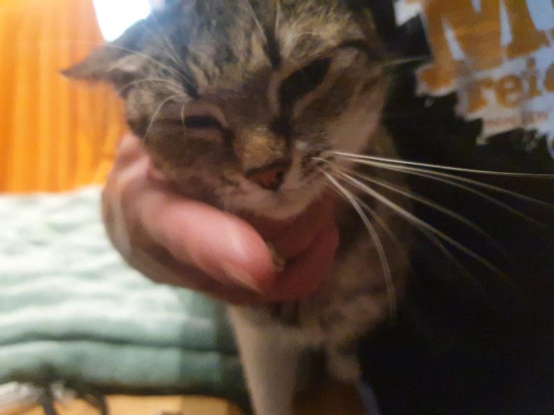 Europäische Hauskatze