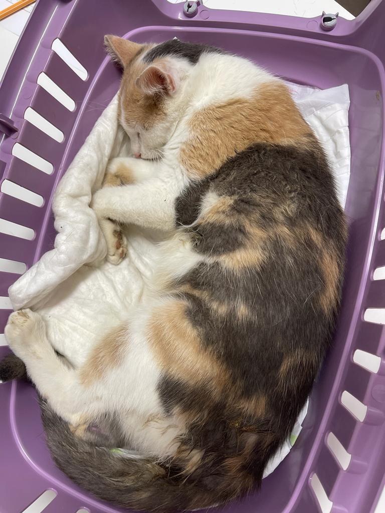 Europäische Hauskatze