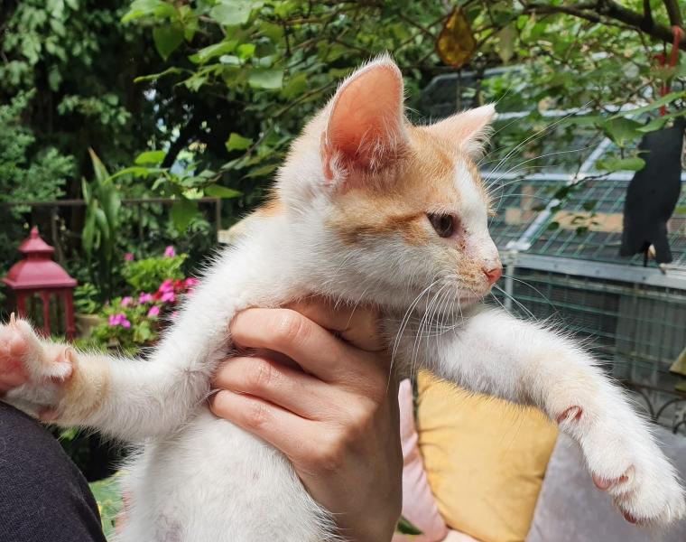 Europäische Hauskatze