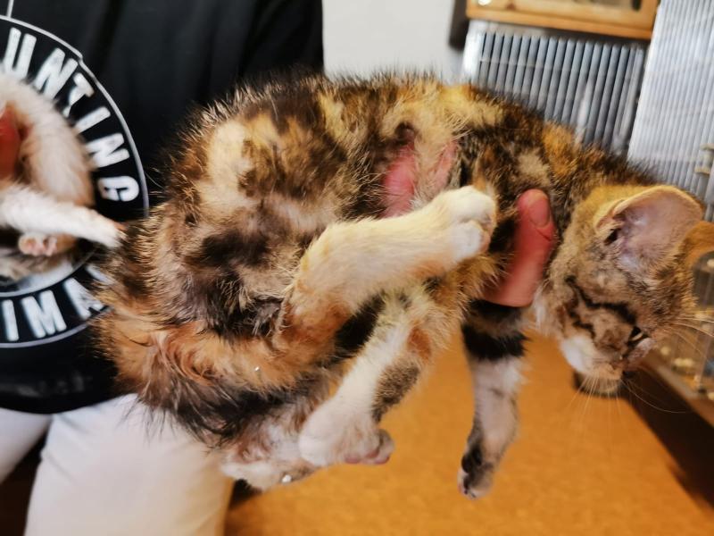 Europäische Hauskatze