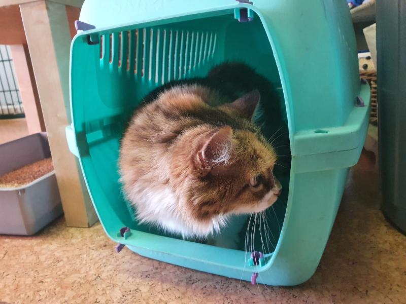 Europäische Hauskatze