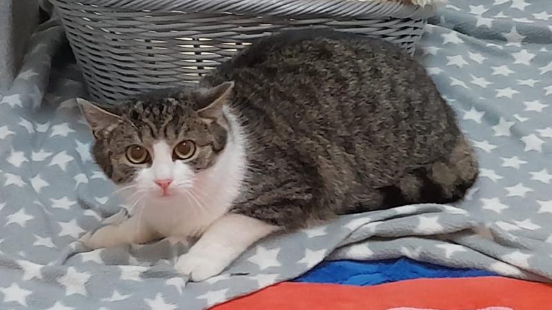 Europäische Hauskatze