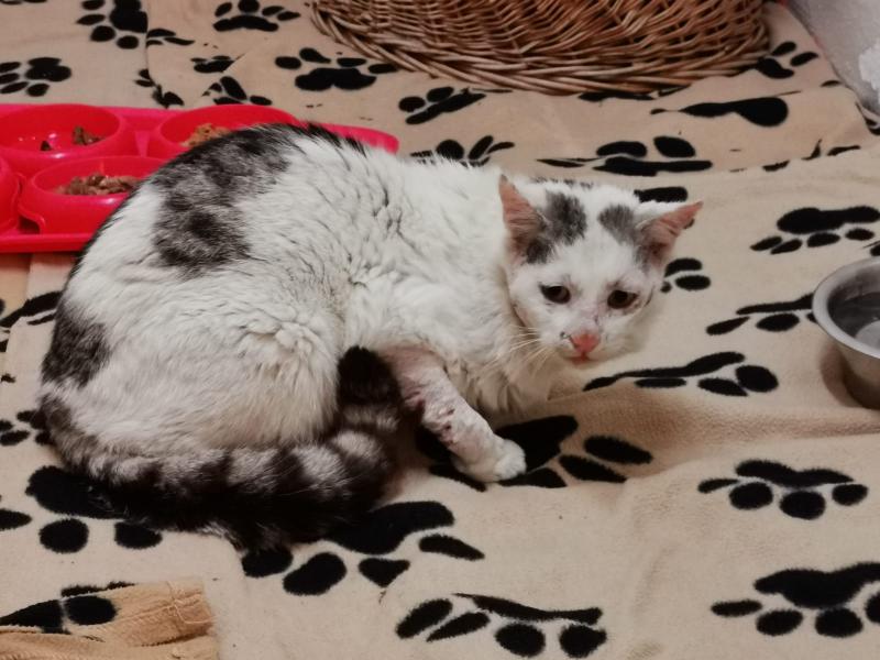 Europäische Hauskatze