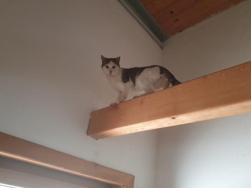 Europäische Hauskatze