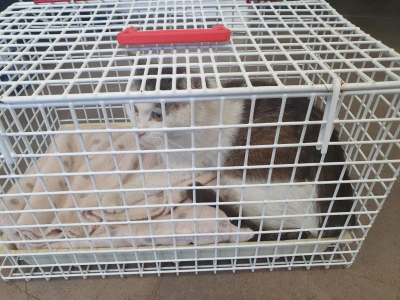 Europäische Hauskatze