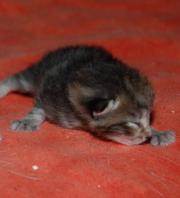 Fundtier Tier-ID 25072