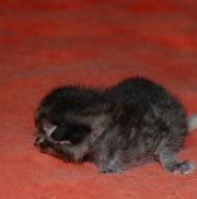 Fundtier Tier-ID 25073