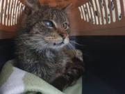 Fundtier Tier-ID 25129